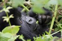 Beautiful_Rwanda_gorilla-small